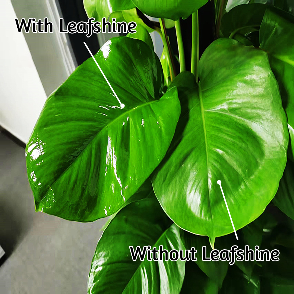 Leafshine Spray Plant Polish & Leaf Cleaner 600ml Glossy Leaf
